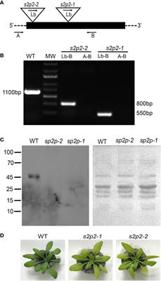 S2P2—the chloroplast-located intramembrane protease and its impact on the stoichiometry and functioning of the photosynthetic apparatus of A. thaliana